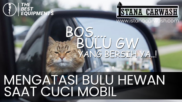 Mengatasi Bulu Hewan saat Mencuci Mobil mengatasi bulu hewan saat cuci mobil Mengatasi Bulu Hewan saat Mencuci Mobil